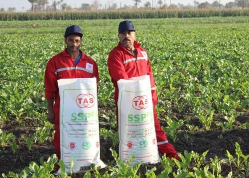 Single super phosphate (SSP) Single super phosphate (SSP)