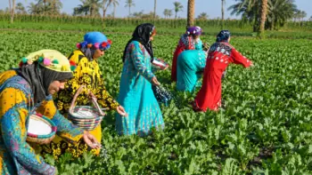Agricultural workers applying white granular fertilizer across cultivated crop rows