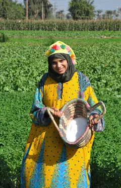 Agricultural worker holding a basket of white granular urea in a crop field